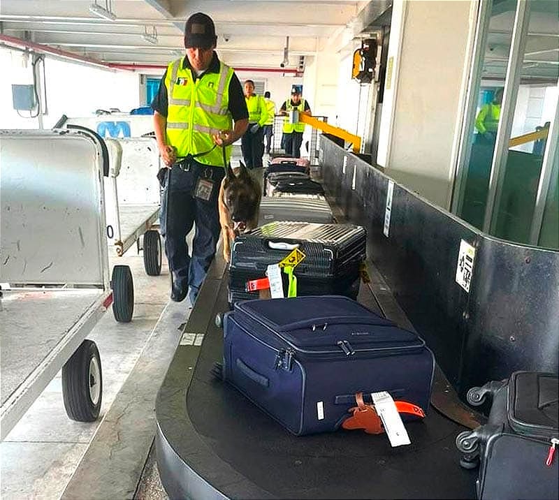 ¡LES METEN AGENTES CANINOS A LAS MALETAS DEL AEROPUERTO!