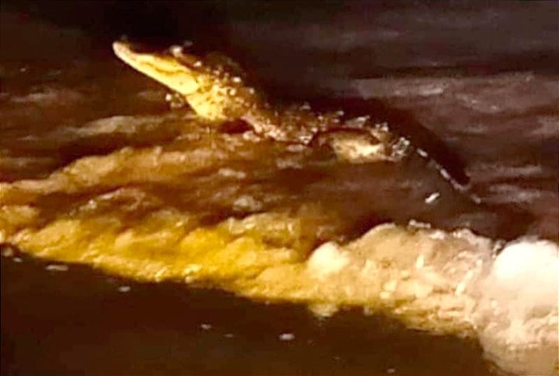 ¡APARECE COCODRILO EN LA PLAYA DE COATZA!