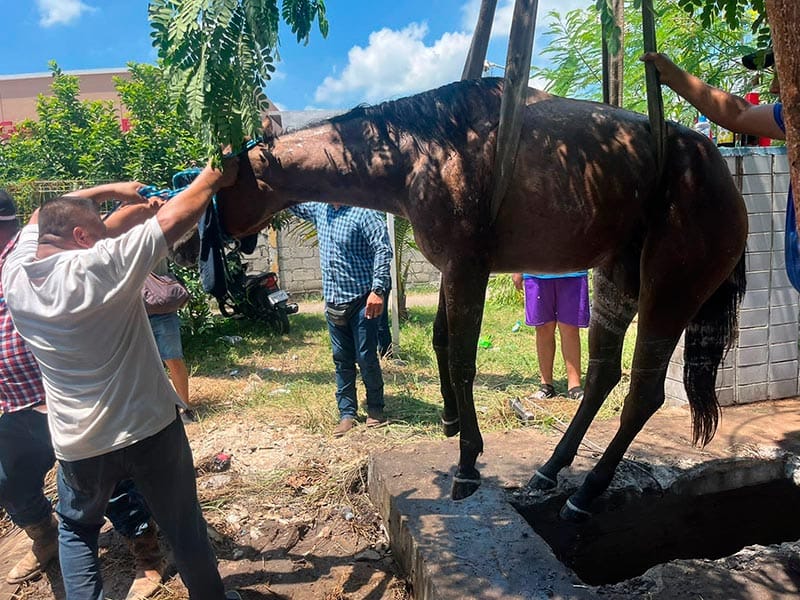 ¡RESCATAN A LA YEGUA “MILY”, CAYÓ EN UN ALJIBE SIN TAPA!