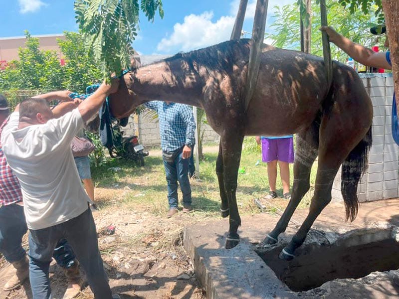 ¡RESCATAN A MILY!