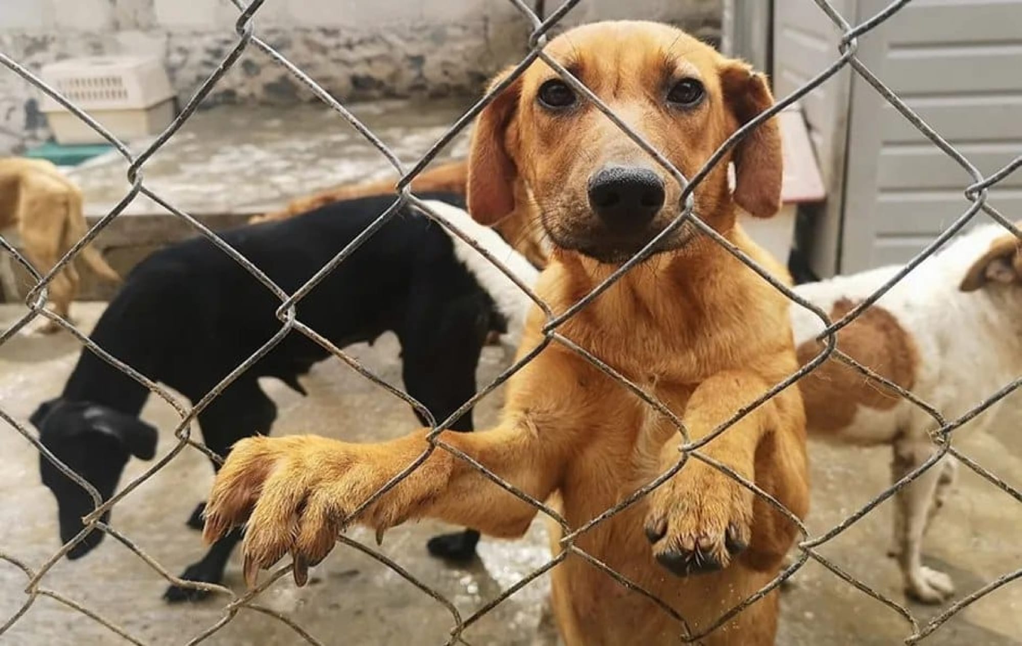 ¡EL PVEM BUSCA REGULAR CRIADEROS DE PERROS Y GATOS, Y PROHIBIR SU VENTA EN TIANGUIS!