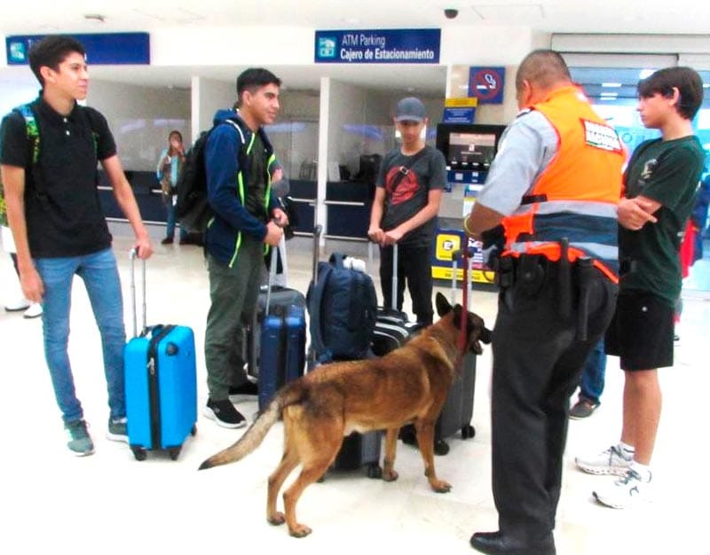 ¡AGENTE CANINO INSPECCIONÓ MALETAS EN EL AEROPUERTO!