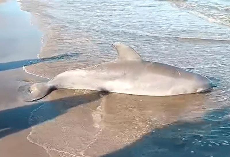 ¡APARECE DELFÍN MUERTO EN PLAYAS DE ALVARADO!