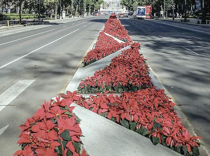 ¡MILES DE NOCHEBUENAS ADORNAN LA CDMX!