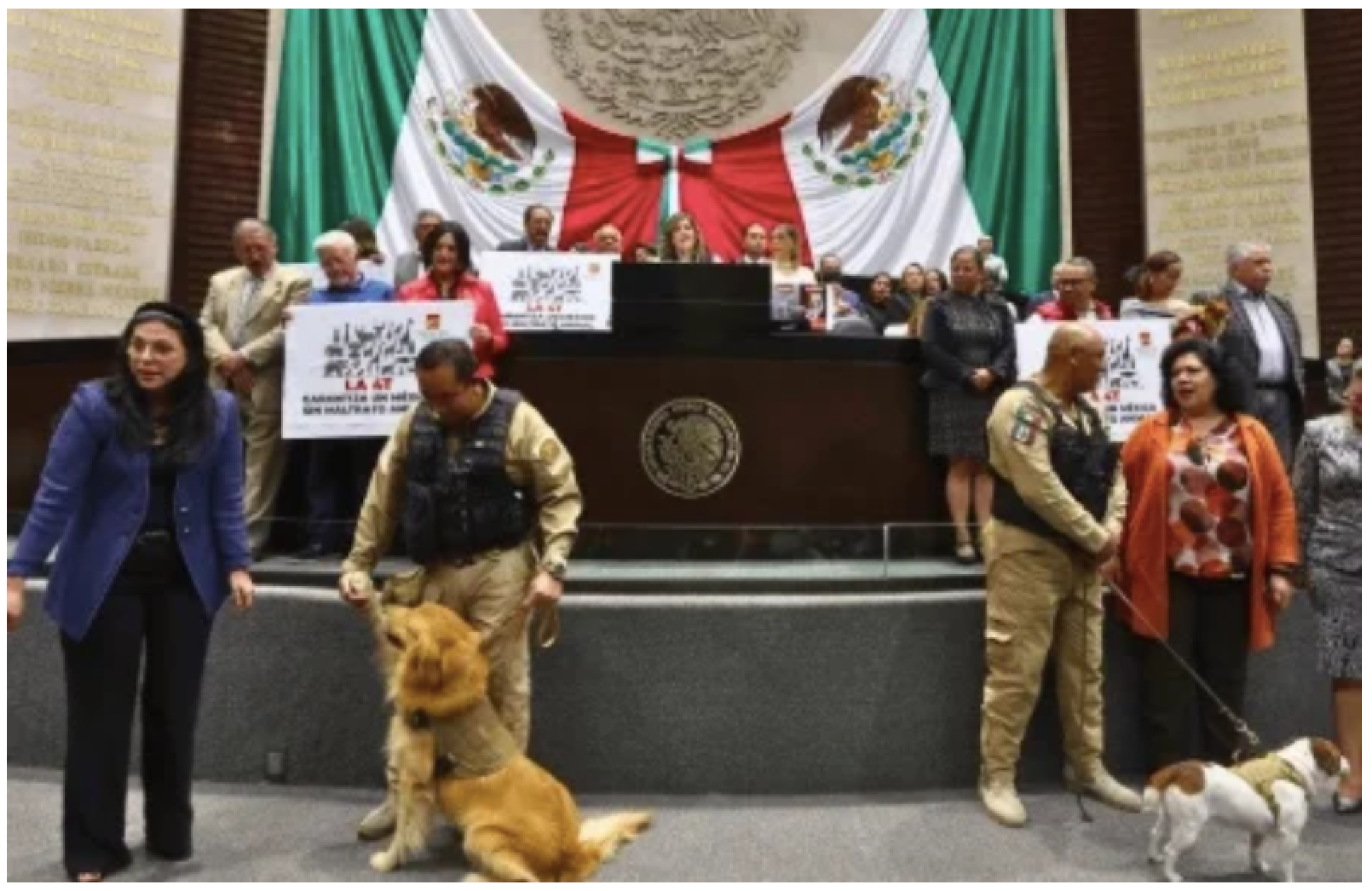 ¡DECLARAN CONSTITUCIONALES LAS REFORMAS QUE PROHÍBEN EL MALTRATO ANIMAL Y AMPLÍAN FACULTADES A LA SSPC!