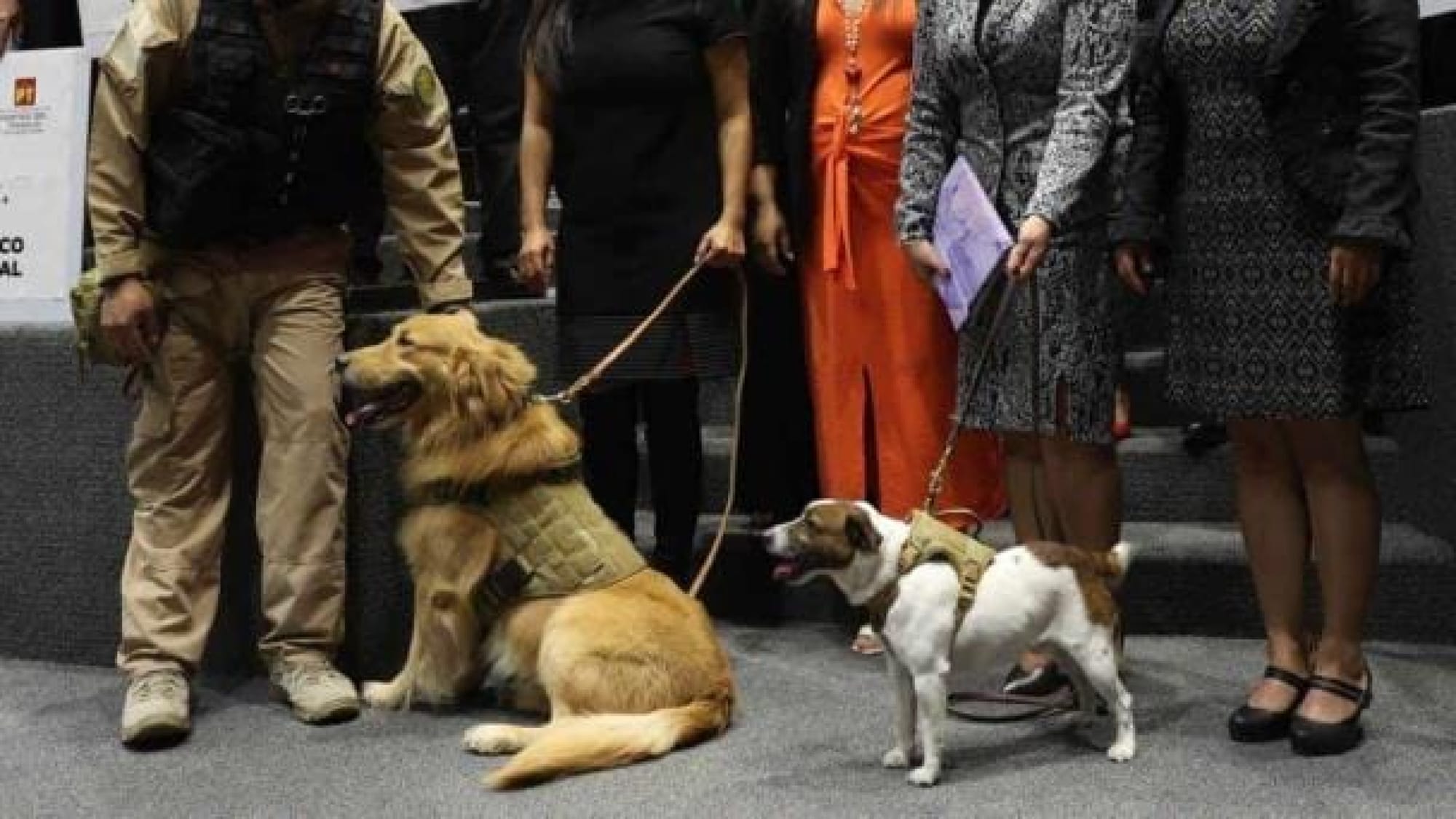 ¡LA PROTECCIÓN ANIMAL AVANZA; DIPUTADOS AVALAN REFORMA!