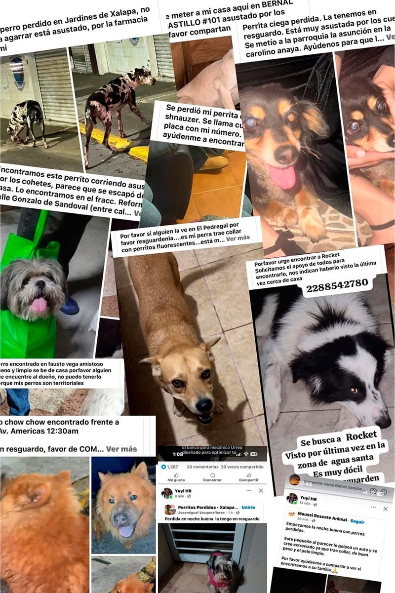 ¡BUSCAN A PERRITOS!