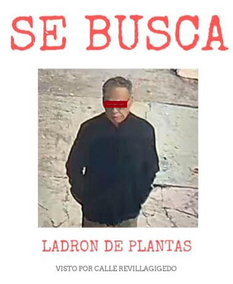 ¡BUSCAN A LADRÓN DE PINITOS!