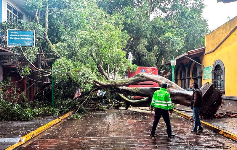 ¡SE DESPLOMA ÁRBOL DE 7 METROS EN EL CENTRO DE COATEPEC!