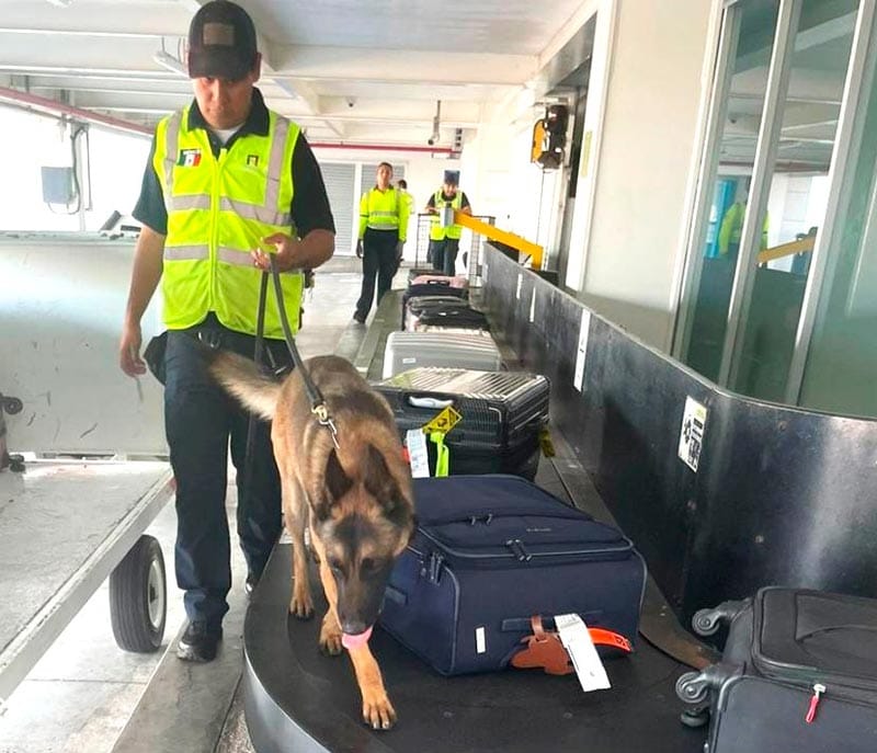 ¡PERSONAL DE ADUANAS INSPECCIONÓ MALETAS EN EL AEROPUERTO!