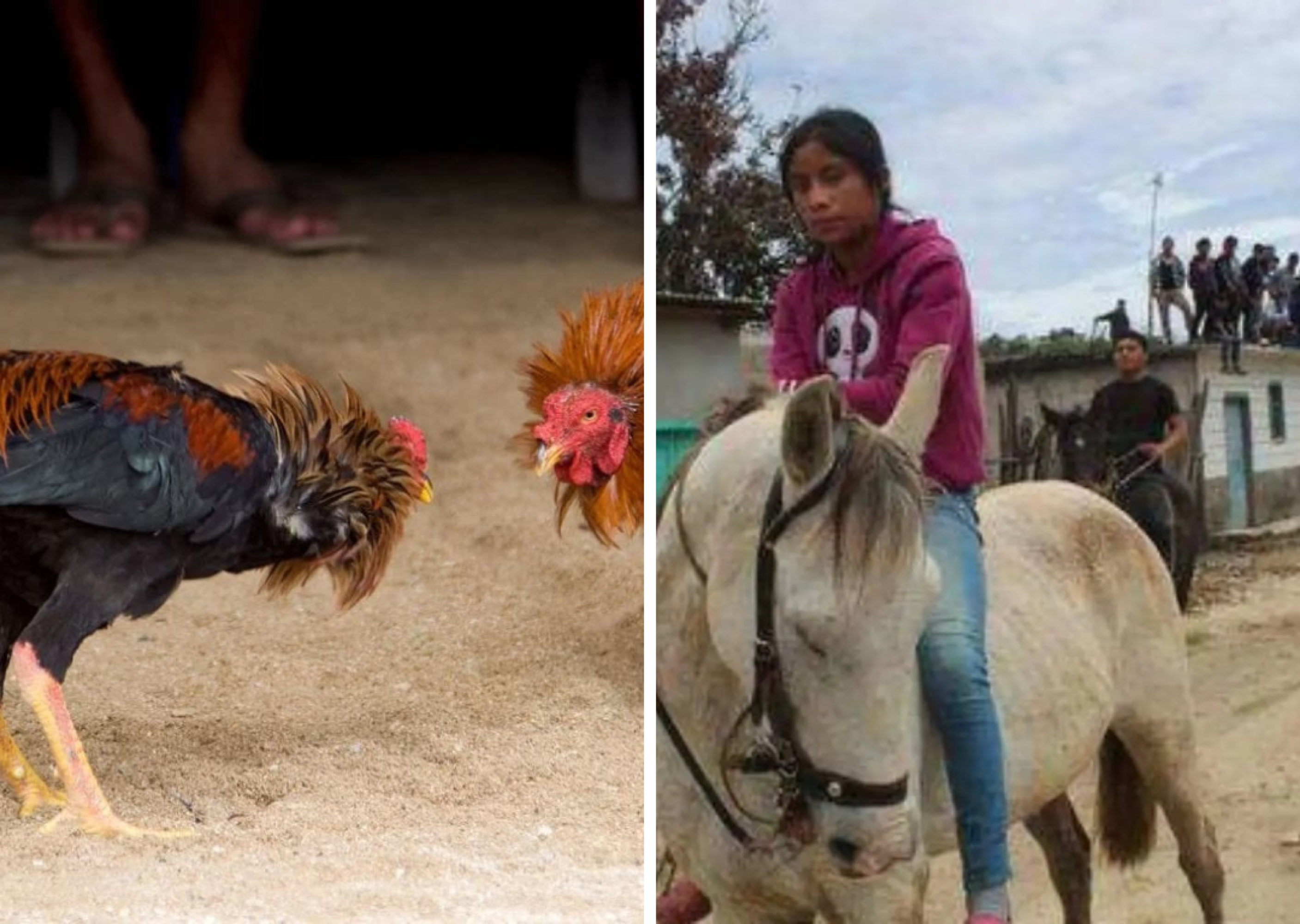 ¡PROHÍBEN PELEAS DE GALLOS Y CARRERAS DE CABALLOS EN CHIAPAS!