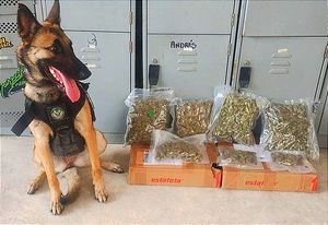 ¡BINOMIOS CANINOS DETECTAN 18 KILOS DE DROGAS!