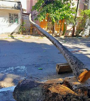 ¡PALMERA CAE SOBRE VIVIENDA Y DEJA SIN LUZ A LOS VECINOS!