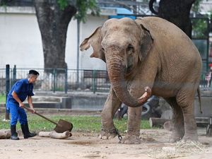 ¡Encadenan a dos elefantes en un zoológico!