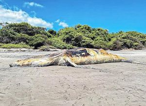 ¡HALLAN MUERTA A BALLENA JOROBADA DE 15 METROS EN PLAYA!