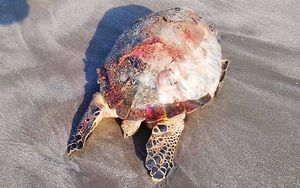 ¡ENCUENTRA TORTUGA MUERTA EN PLAYA MARTÍ! -Por quedar atrapada en una red de pesca