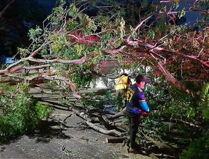 ¡CAE ÁRBOL POR EL VIENTO DEL FRENTE FRÍO! -Vecinos del Floresta se llevan un sustote