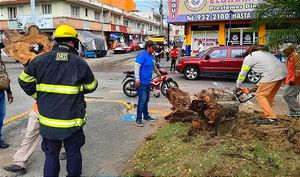 ¡LA VIO CERCA! -Raíces y tronco fueron arrancados por el fuerte viento