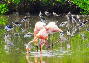 ¡FLAMINGOS EN MANDINGA! -Además de los de Paso del Jiote