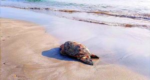 ¡TORTUGA MARINA HALLADA MUERTA EN PLAYA MARTÍ!