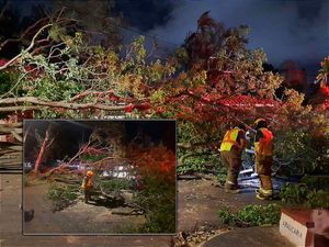 Empieza con un Árbol... Debido al Frente Frío Número 8, un Árbol de Gran Tamaño se Desplomó en el Fraccionamiento Floresta