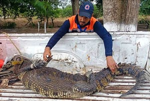 ¡ASEGURAN ENORME COCODRILO EN RANCHO DE MEDELLÍN! -Lo Tenían de Velador