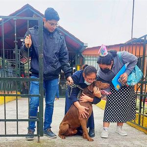 ¡SUELTAN A “GOLIAT”! -Canino Enfrentará su Caso en "Arraigo Domiciliario"