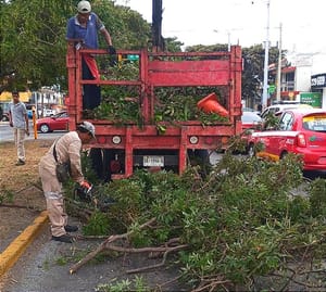 ¡OFICIALES DE TRÁNSITO RECUPERAN VISIBILIDAD EN CRUCEROS DE LA AVENIDA  CUAUHTÉMOC! -Desraman Árboles