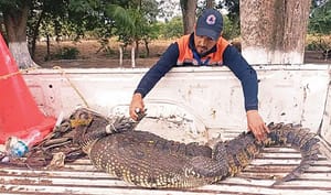 ¡ATRAPAN A ALLIGATOR! -Casi mide 2 Metros