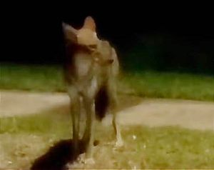 Por la Zona de la Riviera Veracruzana... ¡APARECE UN COYOTE!