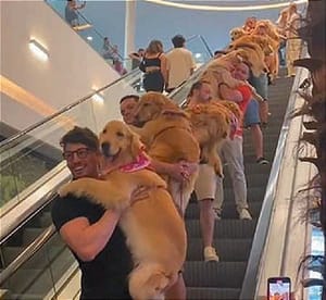 ¡DESFILE DE GOLDEN RETRIEVER DESFILE EN CENTRO COMERCIAL DE BRASIL!