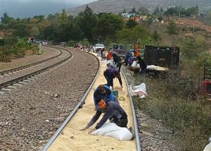 LADRONES HABÍAN ABIERTO UNA TOLVA GRANELERA... ¡ROBAN 25 TONELADAS DE MAÍZ!