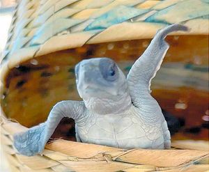 ¡HURACÁN OTIS DEJA EN RUINAS REFUGIO DE TORTUGAS MARINAS EN ACAPULCO!