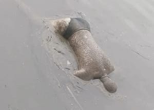 ¡APARECE UN CADÁVER FLOTANDO EN EL RÍO PAPALOAPAN! -LO VIERON CUANDO PASABAN POR EL PUENTE COLGANTE DE LA AUTOPISTA TINAJA- COSOLEACAQUE