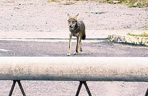 ¡LLEGAN LOS COYOTES A LA PINERA!