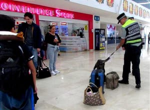 EN EL HERIBERTO JARA ¡AGENTE CANINO “LALA” OLFATEÓ 400 MALETAS! -AUMENTA EL FLUJO DE PASAJEROS EN EL AEROPUERTO