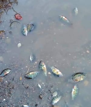 ¡ALCOHOLERA PROVOCA MORTANDAD DE PECES EN EL RÍO ACAYUCAN!