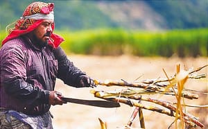 CORTADORES TRABAJAN DE SOL A SOL, PERO... ¡GANAN 50 PESOS POR TONELADA DE CAÑA! "LA CAÑA SE CORTA LO MÁS PEGADO A LA TIERRA, AHÍ SE CONCENTRA LO MÁS DULCE DÓNDE HAY MÁS AZÚCAR"