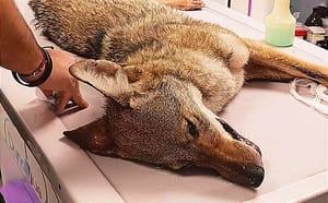 ¡HAY CRÍAS DE COYOTES! -*ATROPELLARON A UN CACHORRO EN LA BOCA DEL RÍO-ANTÓN LIZARDO * LA PAREJA DE EJEMPLARES YA TENDRÍA MANADA