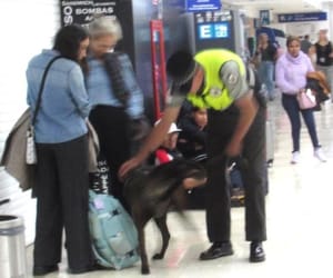 ¡AGENTES CANINOS BUSCAN DROGA EN EL AEROPUERTO!