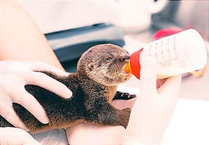 ¡RESCATAN CRÍA DE NUTRIA!