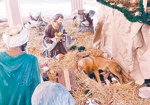 ¡PERRITA DIO A LUZ EN PESEBRE!