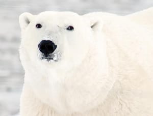 ¡OSO POLAR MUERE POR GRIPE AVIAR EN ALASKA!