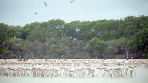 ¡DECLARA 2.3 MILLONES DE HECTÁREAS COMO ÁREA NATURAL PROTEGIDA!