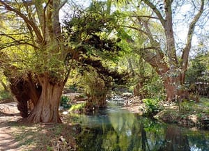 ¡AL RESCATE DE AHUEHUETES! - *Serán tratados para su conservación