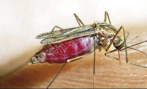 ¡CERCO SANITARIO EN COAHUILA! - DETECTAN MALARIA EN UNA MIGRANTE EMBARAZADA
