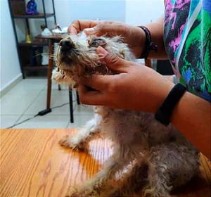 ¡RESCATA A “PUCHI”! - *Recibe Atención Médica Veterinaria