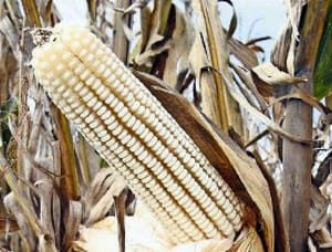 ¡OFRECEN ‘COPETEAR’ EL PRECIO DE MAÍZ! - *La tonelada del grano podría alcanzar un precio de 5 mil 950 pesos