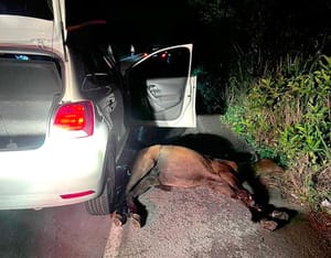 ¡MUERE VAQUILLA ATROPELLADA EN LA CARRETERA!