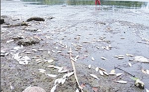 ¡PECES MUERTOS RECALAN EN LA LAGUNA DEL OSTIÓN PROVOCANDO CONTAMINACIÓN Y MAL OLOR!